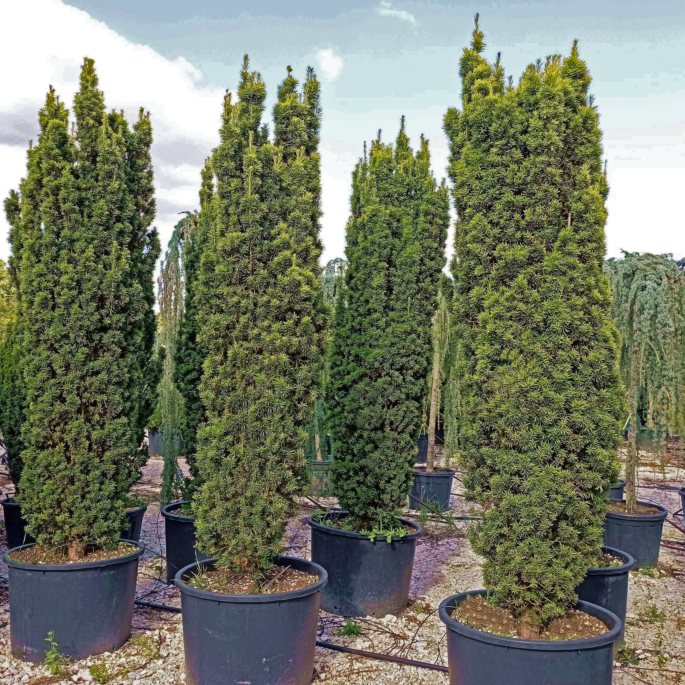 Arany oszlopos tiszafa Taxus baccata 'Fastigiata Aurea'